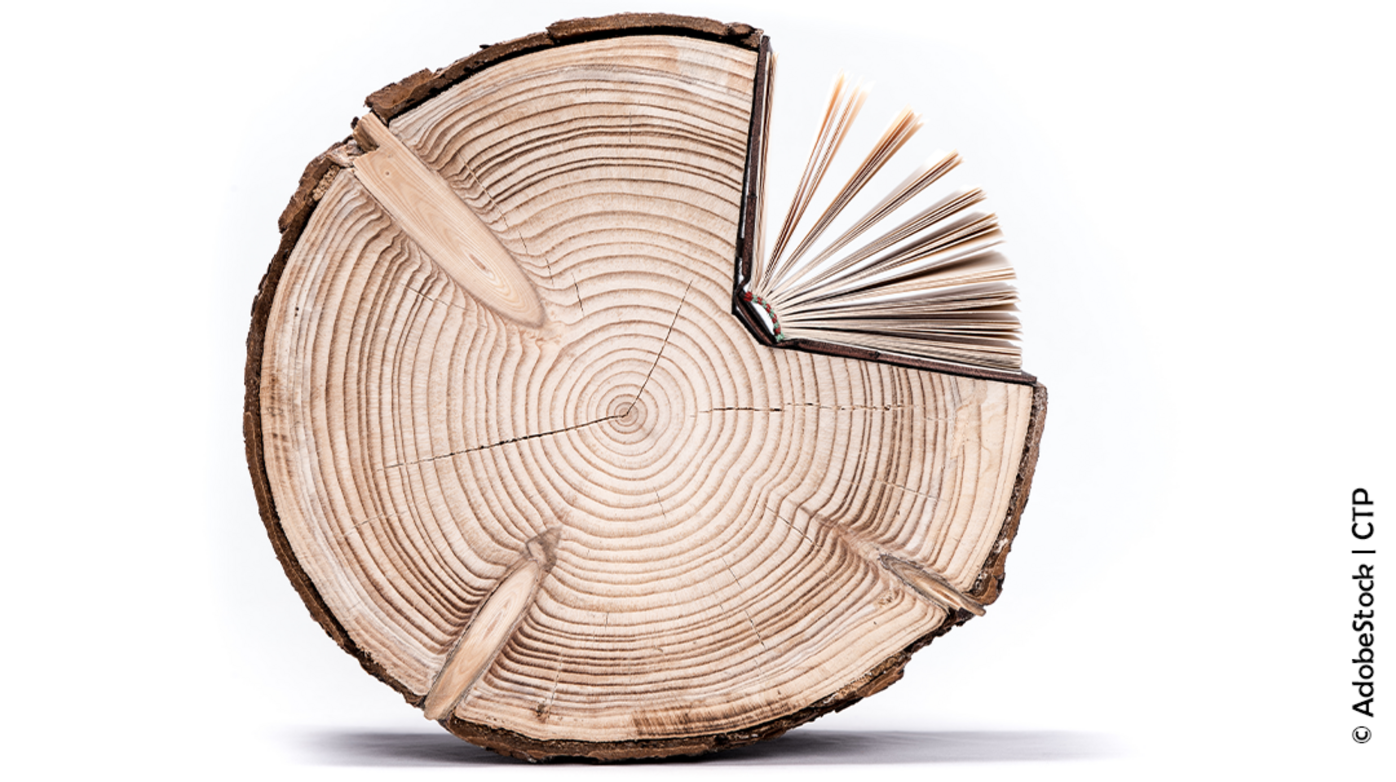bd-adobestock-ctp-114231157-troncons-de-bois-arbre