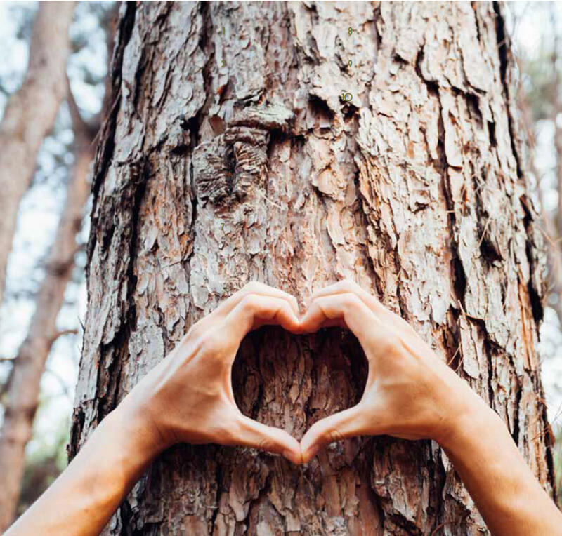 arbre-coeur arbre-coeur